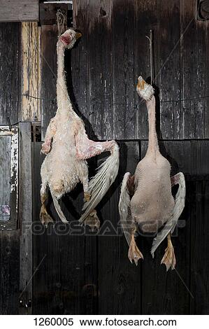 Two dead geese hanging on a rustic wooden wall View Large Photo Image Stock Photography - Two dead geese hanging on a rustic wooden wall. Fotosearch