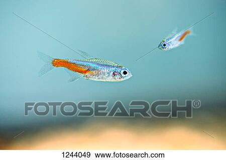Two neon tetras (Paracheirodon innesi) underwater View Large Photo Image Stock Photo - Two neon tetras (Paracheirodon innesi) underwater. Fotosearch