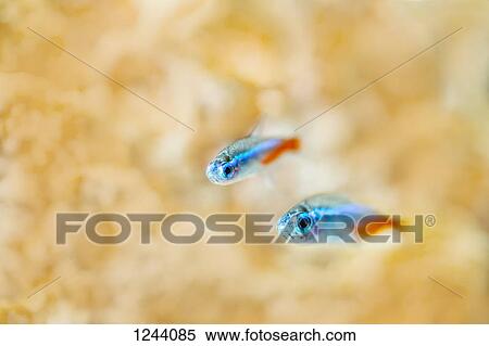 Two neon tetras (Paracheirodon innesi) underwater View Large Photo Image Stock Photography - Two neon tetras (Paracheirodon innesi) underwater. Fotosearch