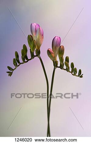 Stock Image - Two stems of budding pink Freesia against a pastel background. Fotosearch