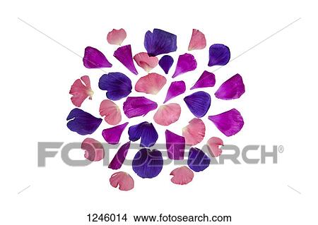 Vibrant hued flower petals arranged into a pattern View Large Photo Image Picture - Vibrant hued flower petals arranged into a pattern. Fotosearch