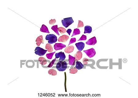 Vibrant hued flower petals arranged with a stem to represent a flower View Large Photo Image Stock Image - Vibrant hued flower petals arranged with a stem to represent a flower. Fotosearch