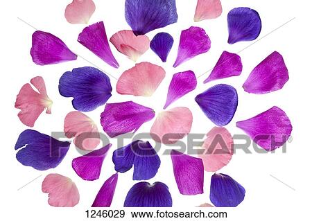 Vibrant hued flower petals arranged into a pattern View Large Photo Image Stock Photo - Vibrant hued flower petals arranged into a pattern. Fotosearch