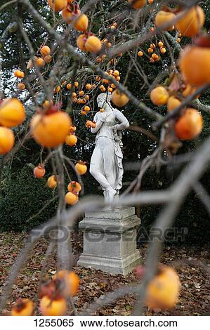 View of a stature through a persimmon tree View Large Photo Image Stock Photography - View of a stature through a persimmon tree. Fotosearch