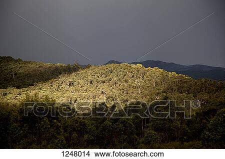 View over tree covered hills in Alpine National Park, Victoria, Australia View Large Photo Image Picture - View over tree covered hills in Alpine National Park, Victoria, Australia. Fotosearch