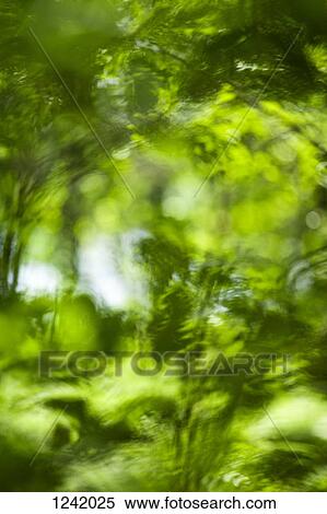 Water reflection of foliage View Large Photo Image Stock Photography - Water reflection of foliage. Fotosearch