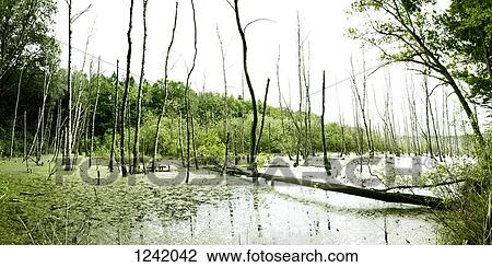 Wetland in Brandenburg, Germany View Large Photo Image Stock Image - Wetland in Brandenburg, Germany. Fotosearch