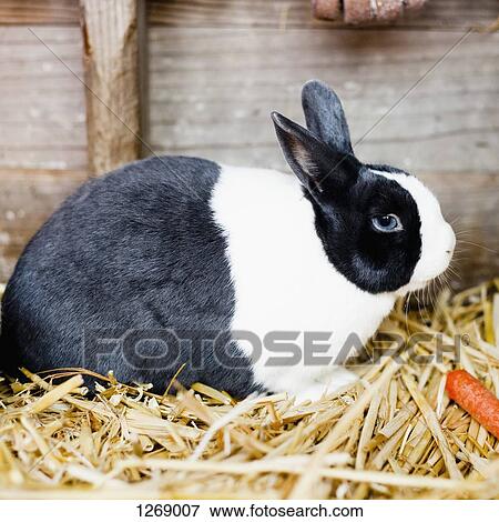 Stock Photo - A black and white rabbit sitting on a heap of hay. Fotosearch