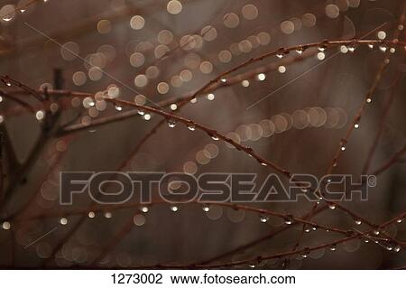 Stock Image - A close-up of dew drops on branches. Fotosearch