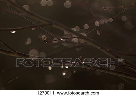 A close-up of dew drops on branches View Large Photo Image Stock Image - A close-up of dew drops on branches. Fotosearch