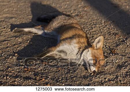 A dead fox lying on dirt View Large Photo Image Stock Image - A dead fox lying on dirt. Fotosearch
