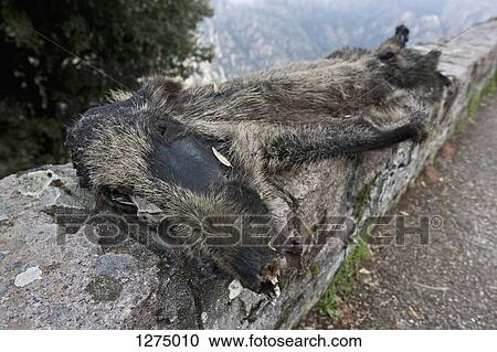A dead wild boar that's been run over and is flattened View Large Photo Image Stock Image - A dead wild boar that's been run over and is flattened. Fotosearch