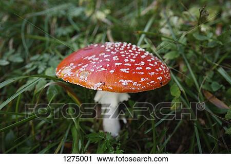 A fly agaric mushroom (Amanita muscaria) growing in grass View Large Photo Image Stock Image - A fly agaric mushroom (Amanita muscaria) growing in grass. Fotosearch