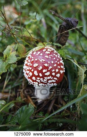 A fly agaric mushroom (Amanita muscaria) View Large Photo Image Stock Photo - A fly agaric mushroom (Amanita muscaria) . Fotosearch