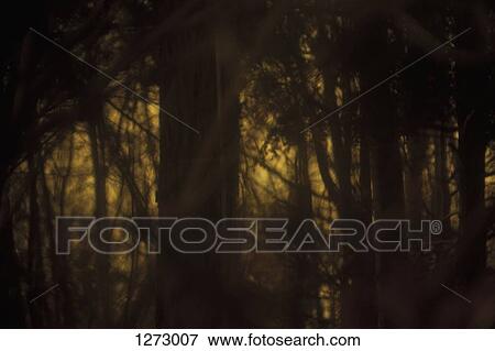 Stock Photo - A forest of various trees in silhouette. Fotosearch