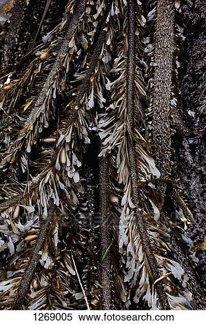 A heap of kelp View Large Photo Image Stock Photography - A heap of kelp . Fotosearch