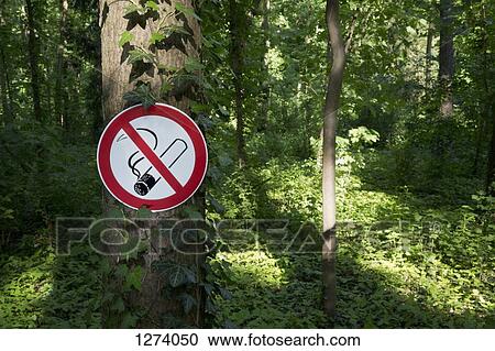 A no smoking sign posted on a tree trunk in a wooded area View Large Photo Image Stock Image - A no smoking sign posted on a tree trunk in a wooded area. Fotosearch