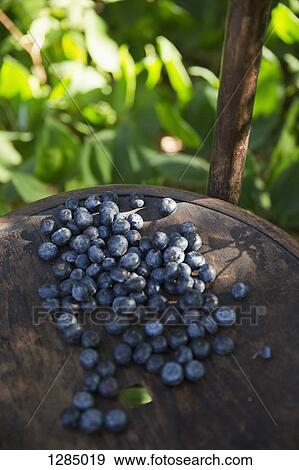 A pile of ripe blueberries in dappled sunlight View Large Photo Image Stock Photo - A pile of ripe blueberries in dappled sunlight. Fotosearch