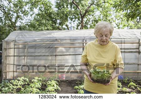 A senior woman gardening, greenhouse in background View Large Photo Image Picture - A senior woman gardening, greenhouse in background. Fotosearch
