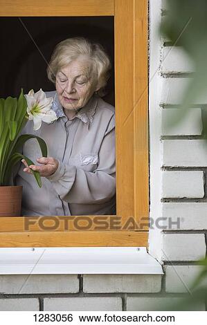 A senior woman tending to a lily houseplant on the window sill, viewed through window View Large Photo Image Stock Photograph - A senior woman tending to a lily houseplant on the window sill, viewed through window. Fotosearch