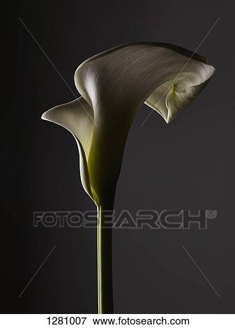 Stock Photo - A shadowed Calla Lily, close-up. Fotosearch