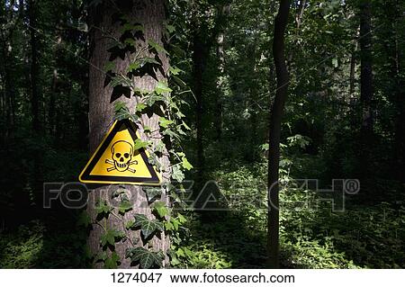 Stock Photo - A skull and crossbones warning sign posted on a tree in a dark wooded area. Fotosearch