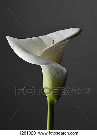 Stock Image - An elegant Calla Lily, close-up, gray background. Fotosearch
