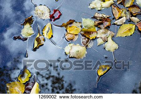 Stock Image - Autumn leaves floating in a puddle. Fotosearch