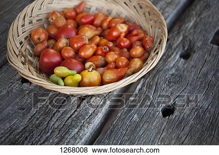 Basket of freshly picked tomatoes on old wooden table View Large Photo Image Stock Photo - Basket of freshly picked tomatoes on old wooden table. Fotosearch