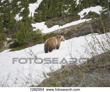 Bear on snowcapped mountain at Leduc Glacier, British Columbia, Canada, View Large Photo Image Picture - Bear on snowcapped mountain at Leduc Glacier, British Columbia, Canada,. Fotosearch