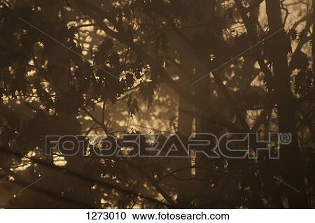 Branches and leaves in silhouette View Large Photo Image Stock Image - Branches and leaves in silhouette. Fotosearch