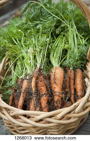 Bunch of freshly picked carrots in wicker basket View Large Photo Image Stock Image - Bunch of freshly picked carrots in wicker basket . Fotosearch