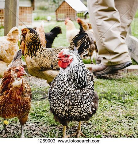 Stock Image - Chickens in a chicken coop. Fotosearch