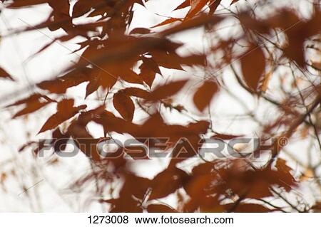 Stock Photo - Close-up of various orange leaves . Fotosearch