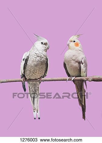 Cockatiel parrots View Large Photo Image Stock Image - Cockatiel parrots. Fotosearch