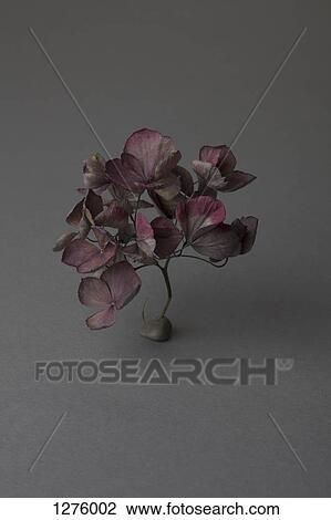 Dry hydrangea flowers View Large Photo Image Stock Image - Dry hydrangea flowers. Fotosearch