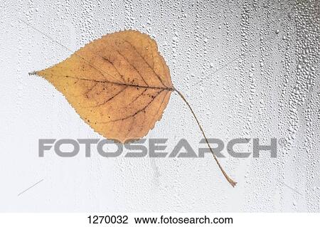 Leaf stuck to rain covered window View Large Photo Image Stock Image - Leaf stuck to rain covered window. Fotosearch