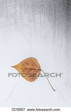 Leaf stuck to rain covered window View Large Photo Image Stock Photo - Leaf stuck to rain covered window. Fotosearch