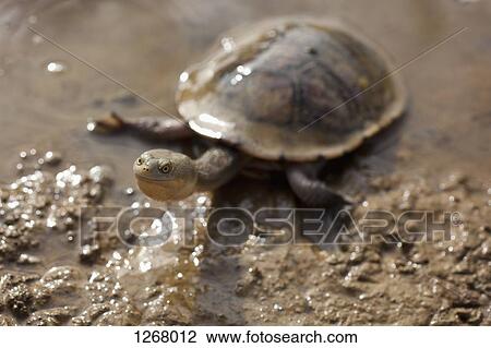 Long-necked turtle in mud at Heathcote, Victoria, Australia View Large Photo Image Stock Image - Long-necked turtle in mud at Heathcote, Victoria, Australia. Fotosearch
