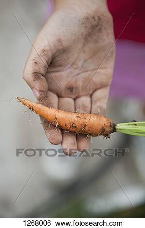 Man holding freshly picked baby carrot View Large Photo Image Stock Photograph - Man holding freshly picked baby carrot. Fotosearch