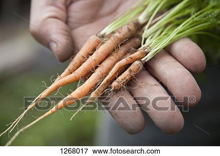 Man holding freshly picked baby carrots View Large Photo Image Stock Photo - Man holding freshly picked baby carrots . Fotosearch