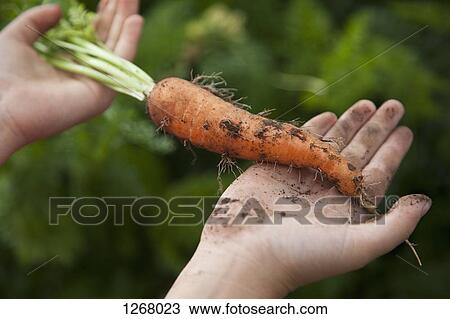 Man holding freshly picked carrot View Large Photo Image Stock Image - Man holding freshly picked carrot. Fotosearch