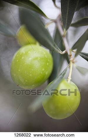 Olive branch View Large Photo Image Stock Image - Olive branch. Fotosearch