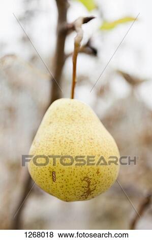 Organic pear hanging on tree View Large Photo Image Stock Photo - Organic pear hanging on tree. Fotosearch
