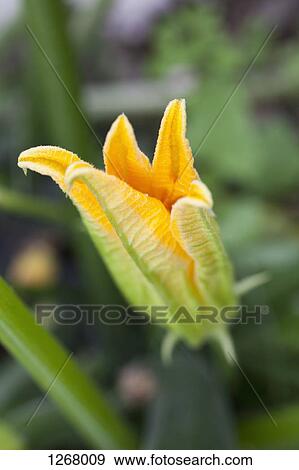 Pumpkin flower View Large Photo Image Stock Photo - Pumpkin flower. Fotosearch