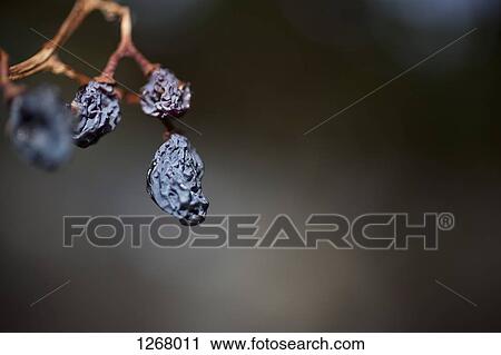 Still life of raisins on the vine View Large Photo Image Stock Image - Still life of raisins on the vine. Fotosearch