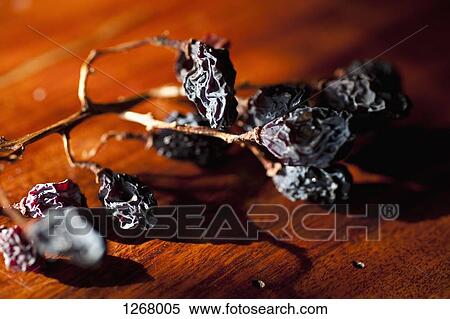 Still life of raisins on the vine View Large Photo Image Stock Photography - Still life of raisins on the vine. Fotosearch