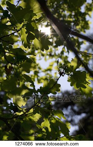 Sun shining through dense foliage View Large Photo Image Stock Photograph - Sun shining through dense foliage. Fotosearch