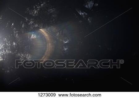 Stock Photo - Sunbeams shining through dense tree branches creating a spectrum. Fotosearch