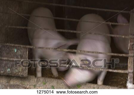 Two pigs playing around with each other in a farm stall View Large Photo Image Picture - Two pigs playing around with each other in a farm stall. Fotosearch